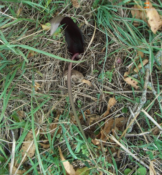 Biarum tenuifolium / Gigaro a foglie sottili